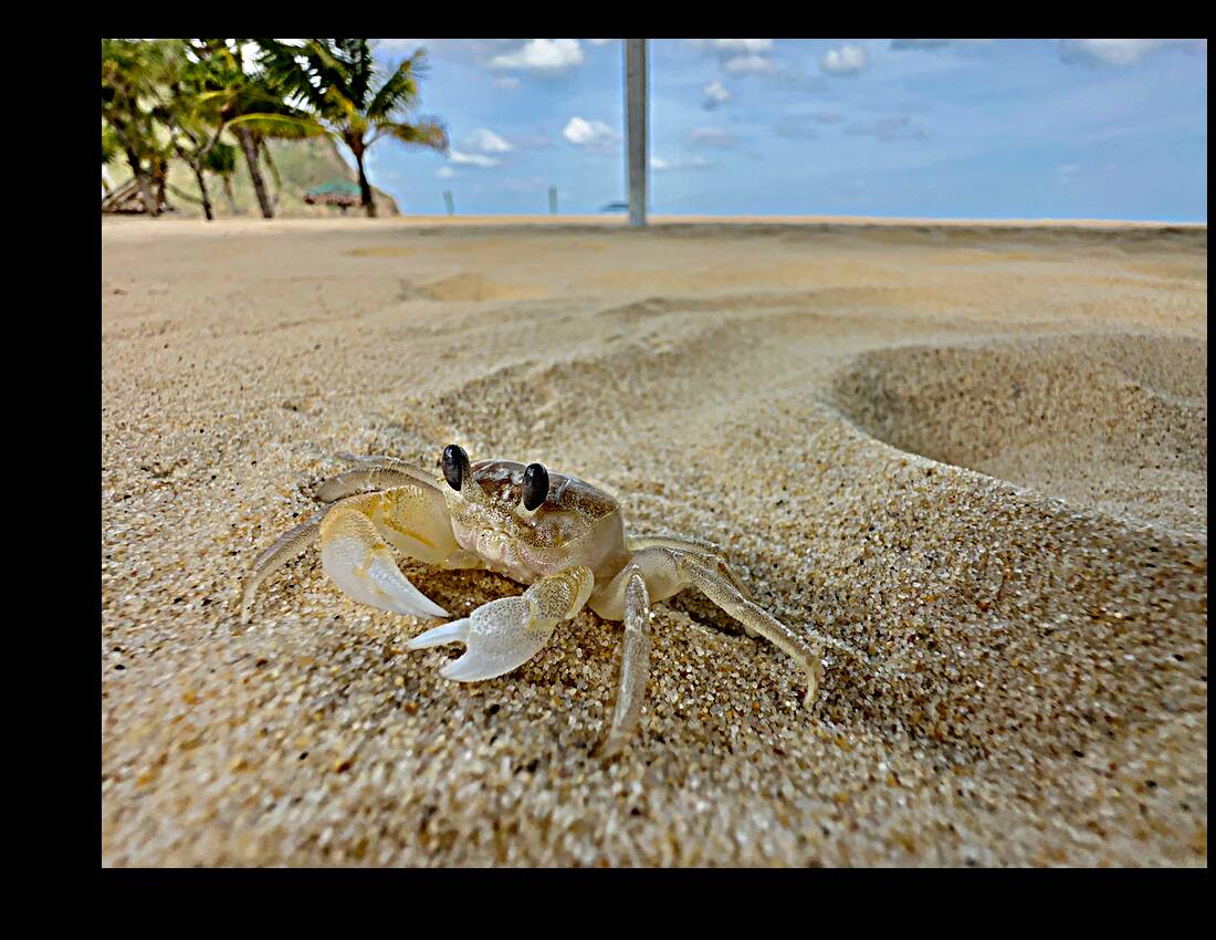 White Crab on the Beach Reproduction
