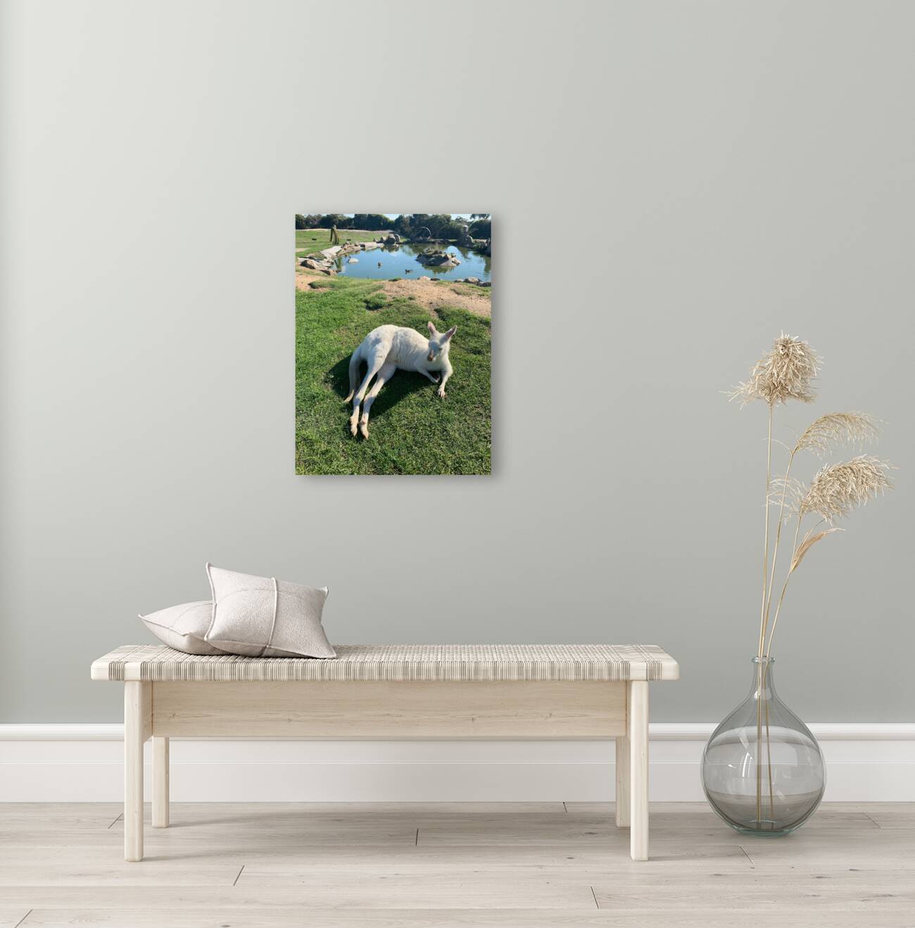 White Kangaroo Chilling Reproduction