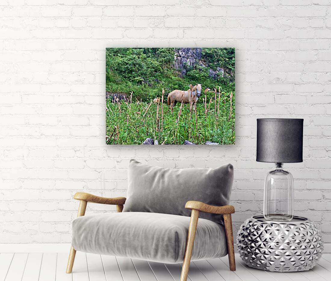 Wild Horse in the Field Reproduction