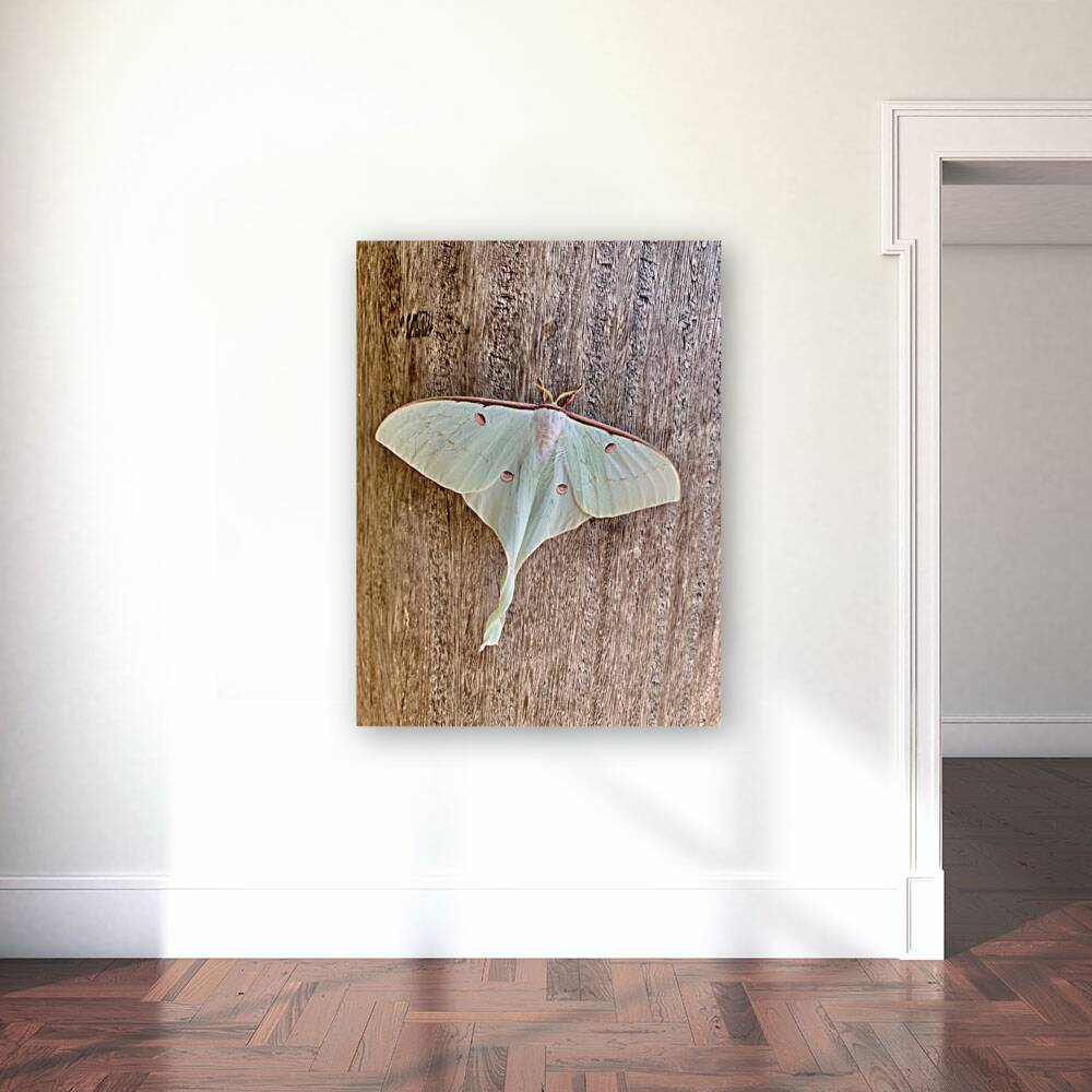 White Butterfly Reproduction