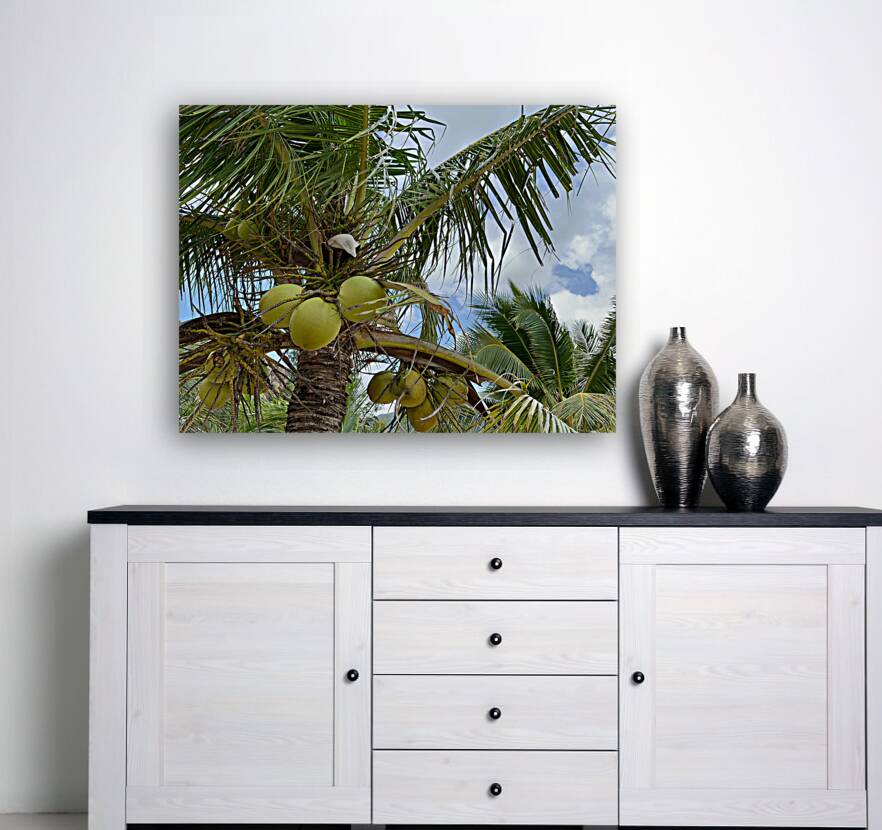 Cocunuts in the sky Reproduction