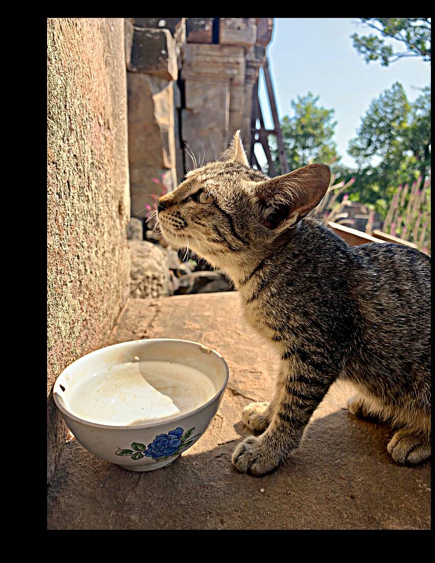 Cat Dreaming of the Future Reproduction