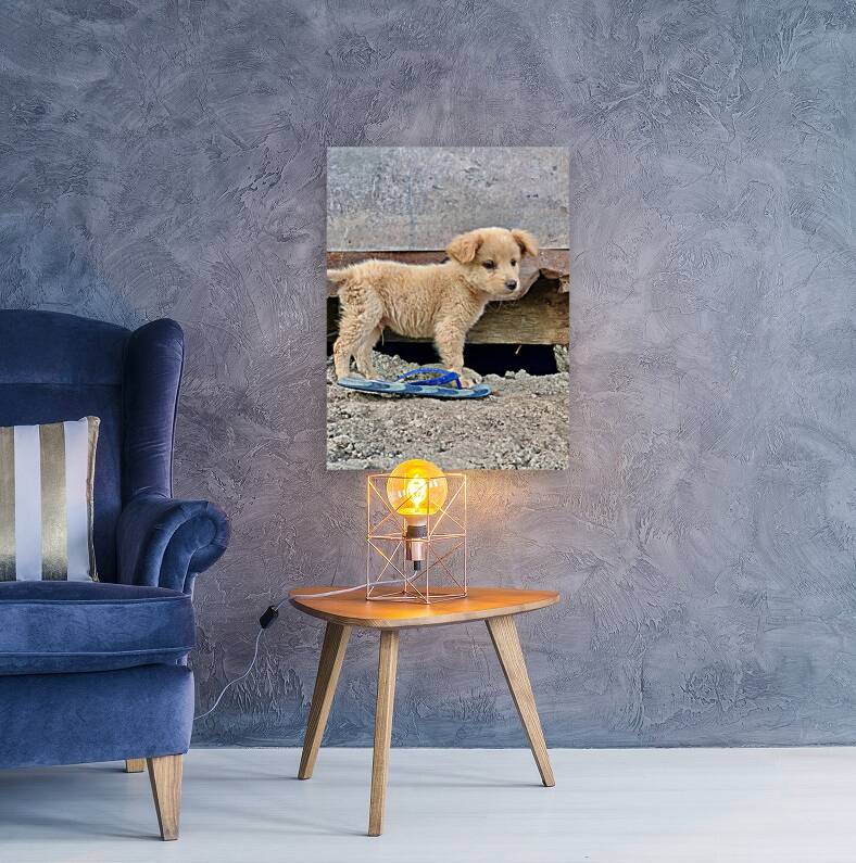 Flip Flop Puppy Reproduction