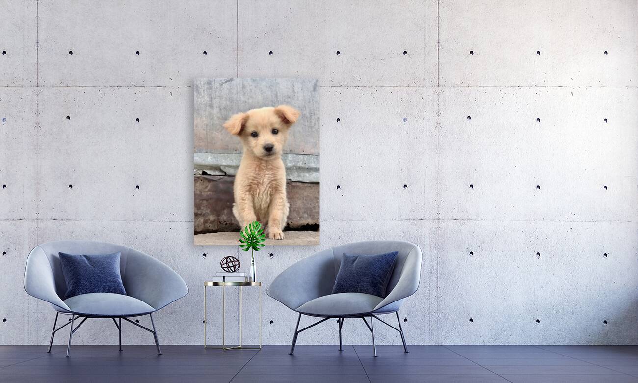 Cutest Puppy Ever Posing Reproduction