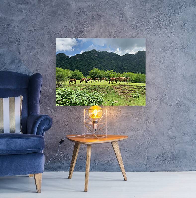 Wild horses Reproduction