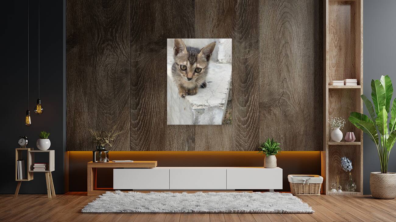 Cute Kitty 3 Reproduction