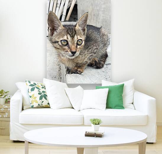 Cute kitty 2 Reproduction