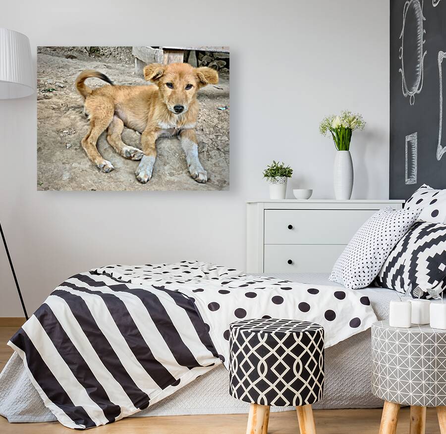 Cute Puppy Reproduction