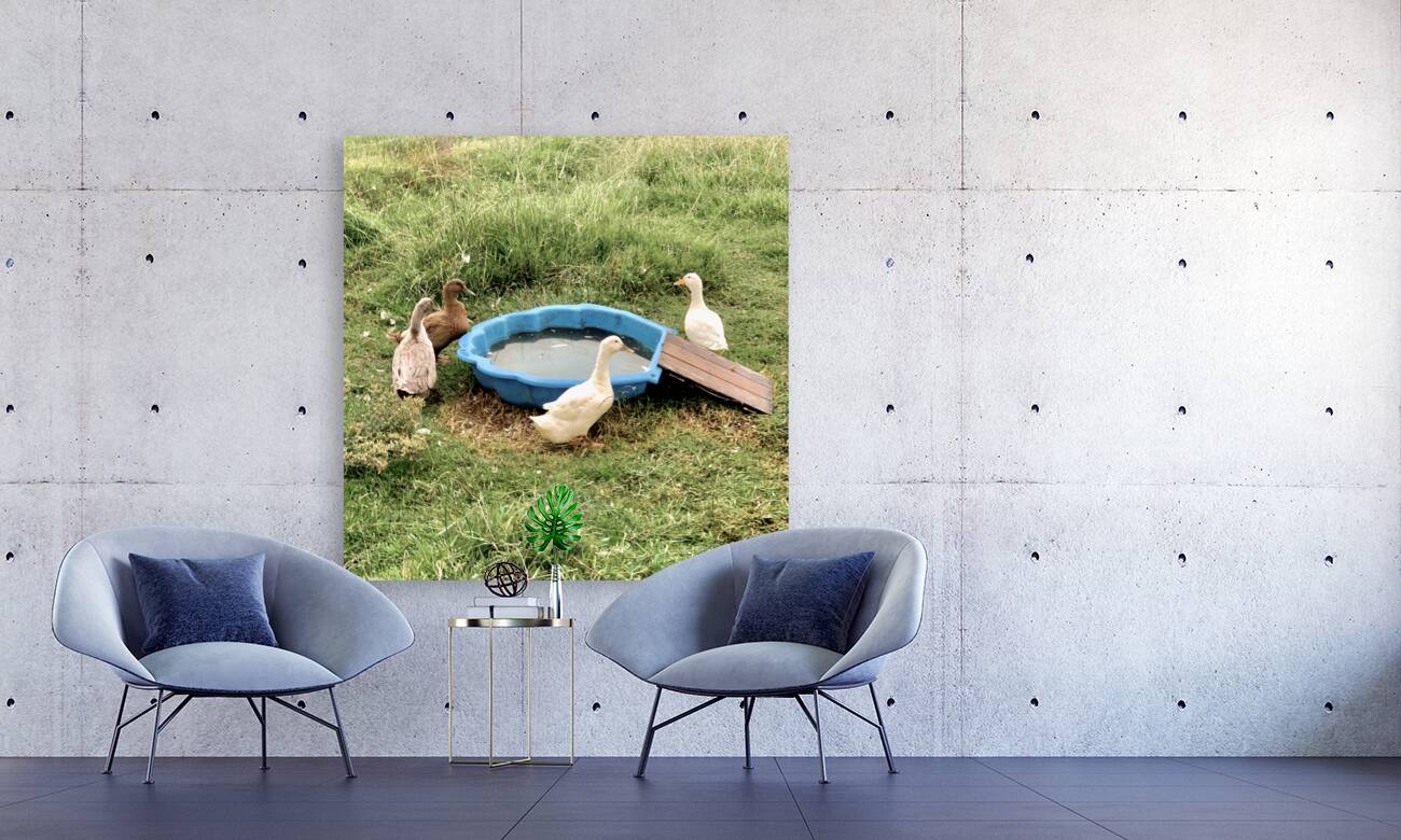 Ducks Plastic Pool Reproduction