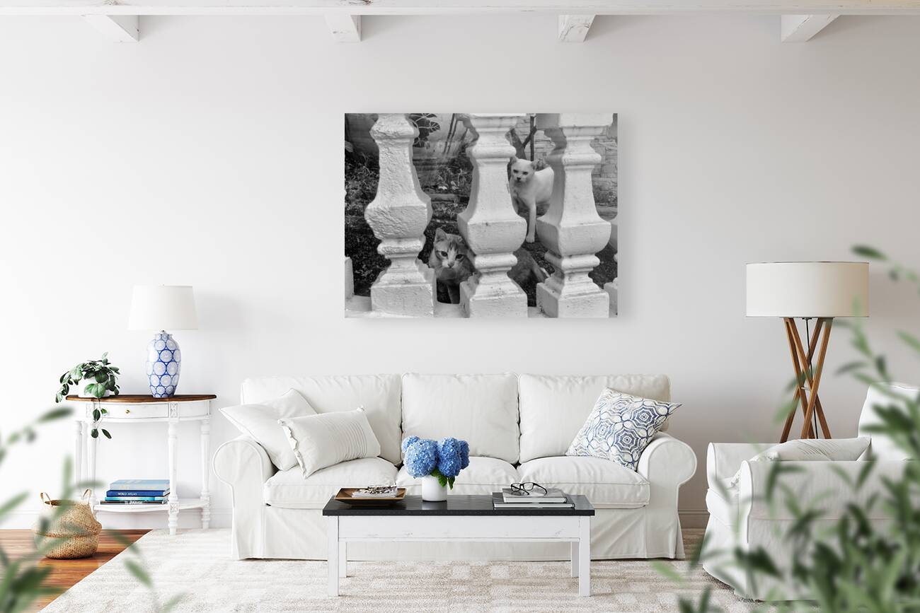 BW Cats Peaking Through Reproduction