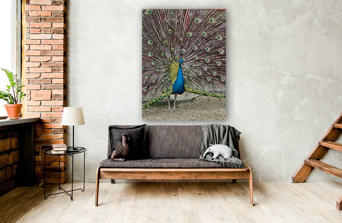 The Peacock Reproduction