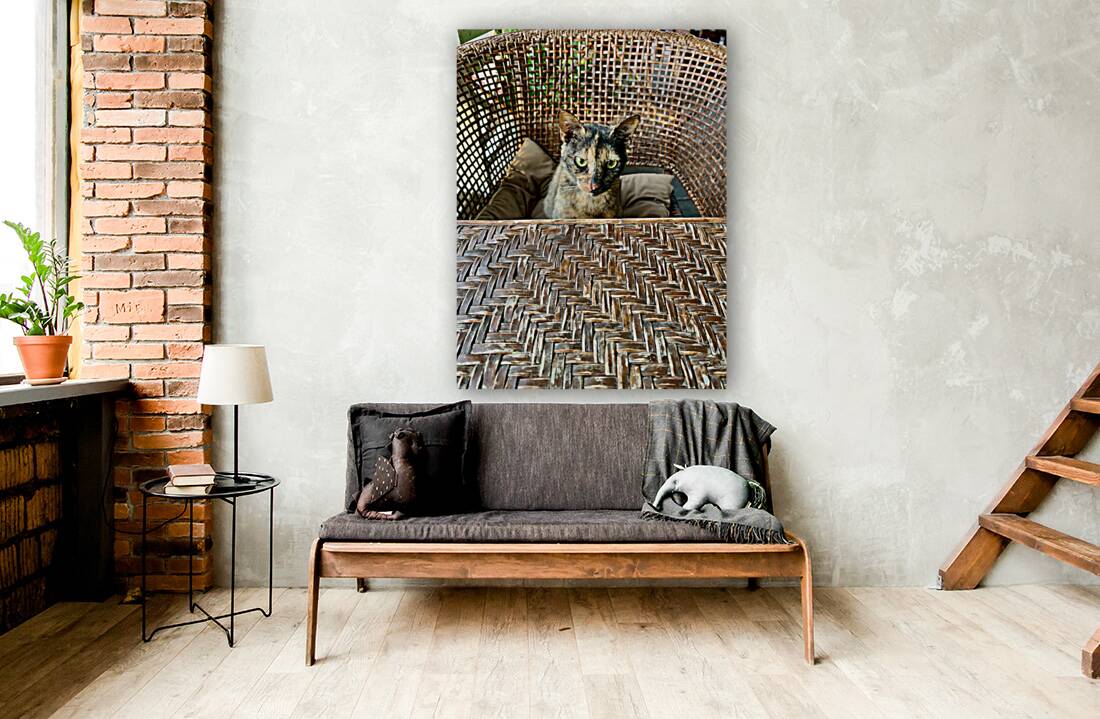 Dating a Cat Reproduction