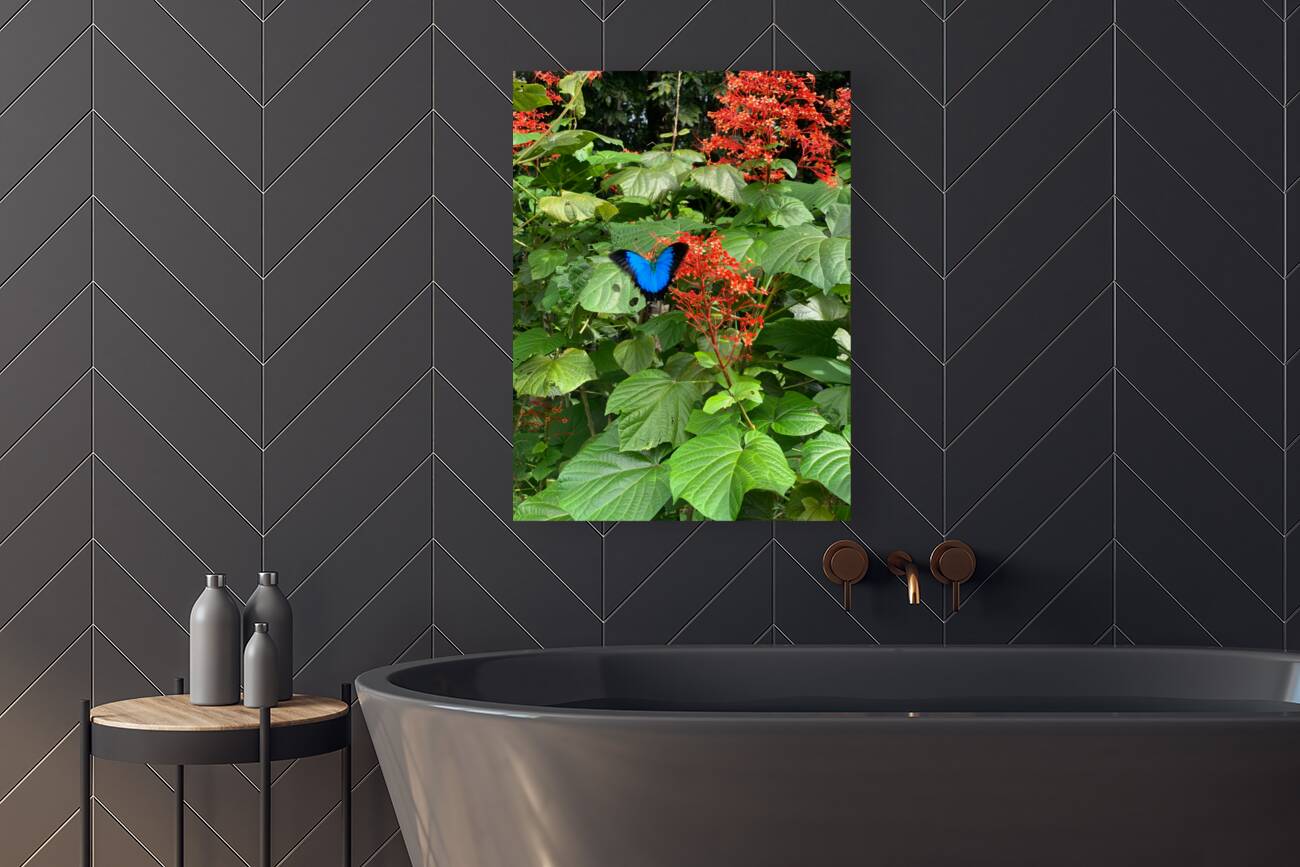 The Blue Butterfly Reproduction