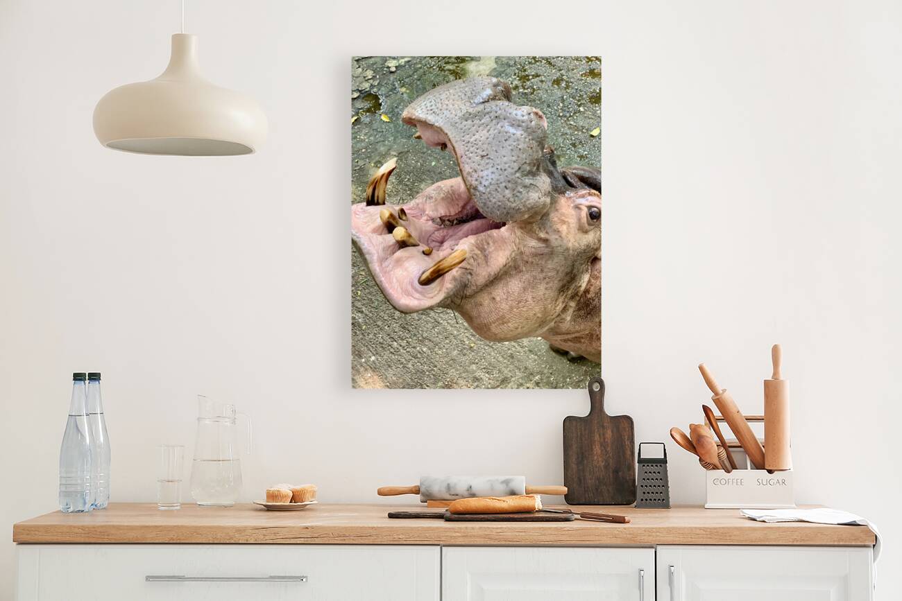 Hippos Teeth Reproduction