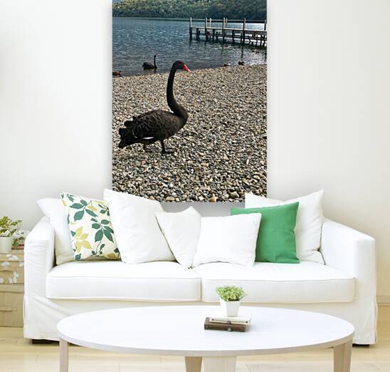 Black Swan by the Lake Reproduction