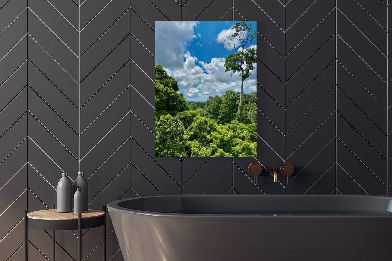 Kabili Sepilok Forest Reserve 1 Reproduction