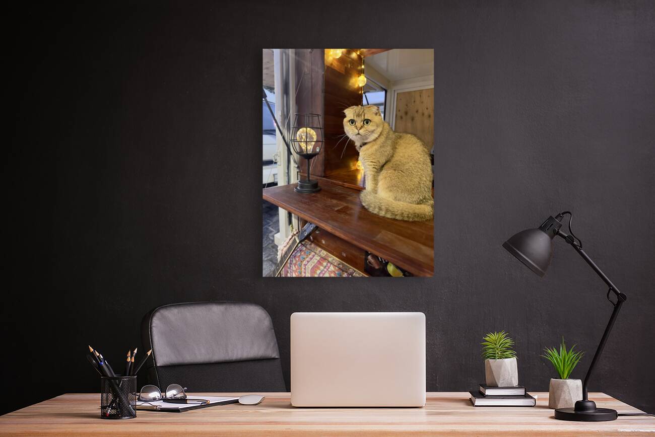 Cuty Cat Jeju South Korea Reproduction