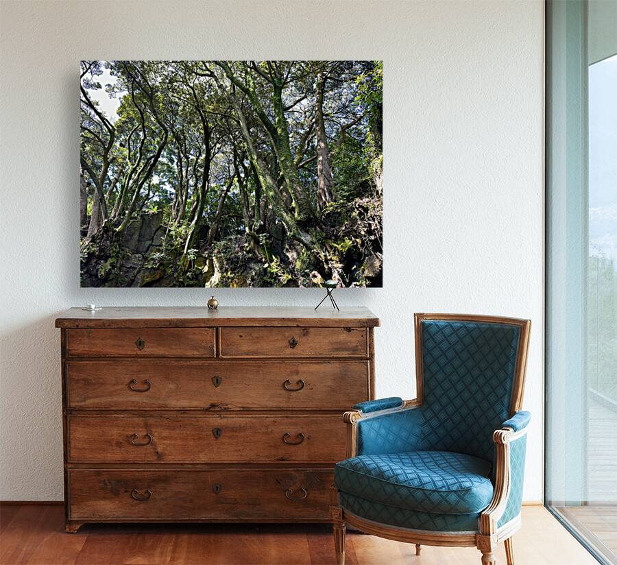 Trees Roots Jeju South Korea Reproduction