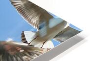 Seagull Look 2 HD Metal print