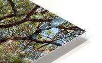 All the Branches HD Metal print