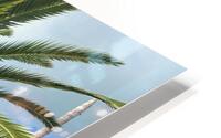 Baby Palm Tree HD Metal print