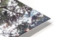 Trees of Mystery HD Metal print