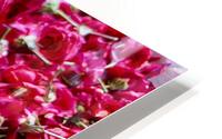 Many Roses HD Metal print