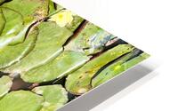 Water Lilies HD Metal print