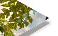 Papaya Trees HD Metal print
