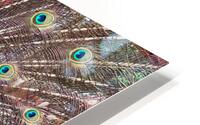 The Peacock HD Metal print