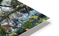 Trees Roots Jeju South Korea HD Metal print