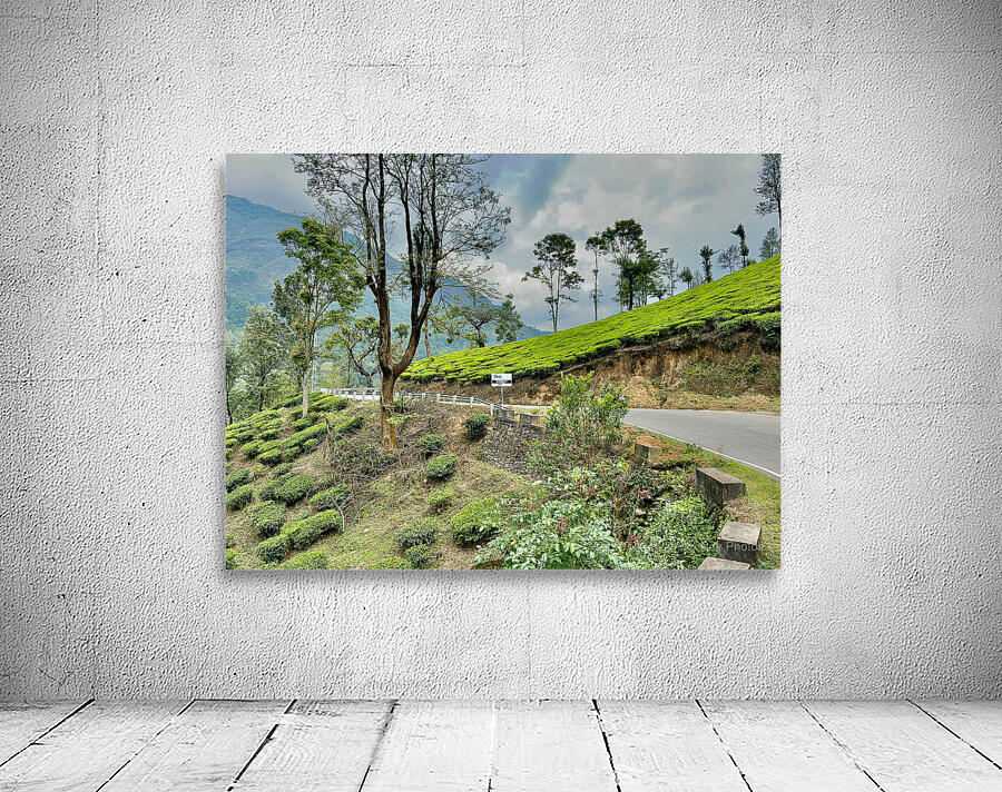 Drive Through Tea Plantations Wall Preview