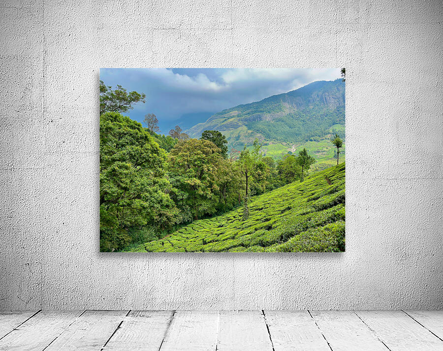 Tea Plantations 1 Wall Preview