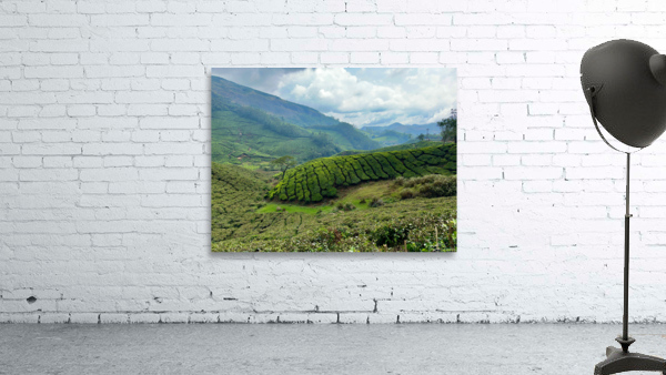 Tea Plantations 4 Wall Preview