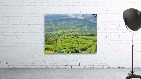 Tea Plantations 3 Wall Preview