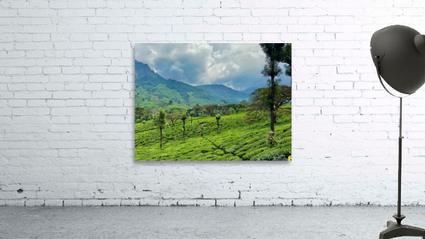 Tea Plantation Wonders Wall Preview
