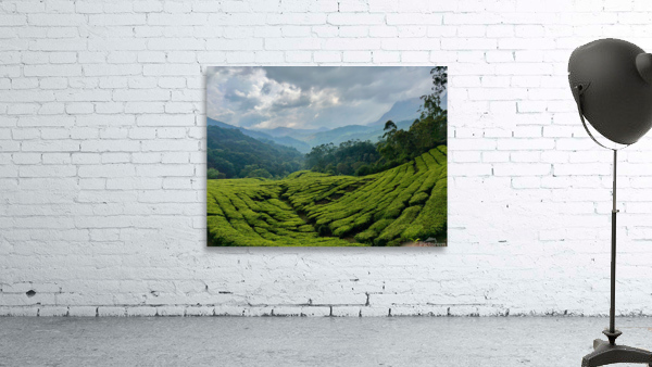 Tea Plantations 5 Wall Preview