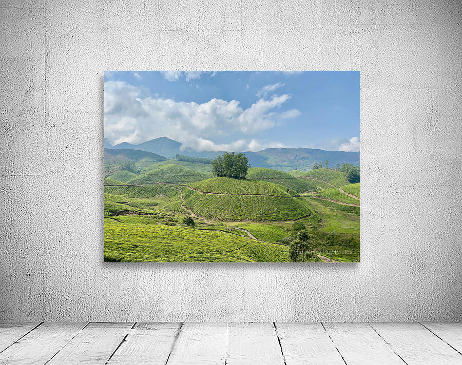 Tree Through the Tea 2 Wall Preview