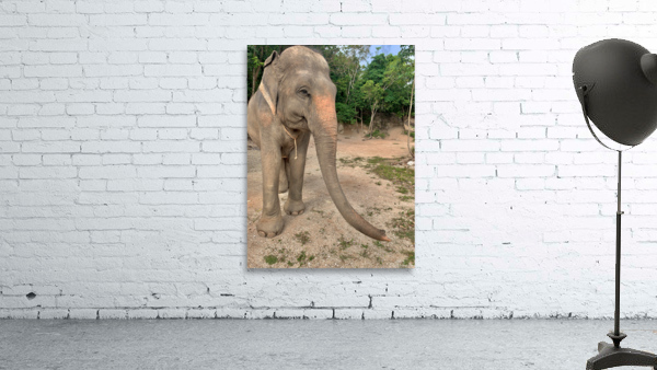 Elephant Trunk Sideways Wall Preview