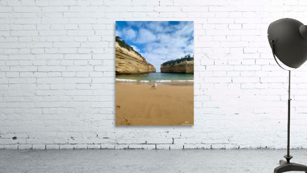 Bird on the Beach Wall Preview