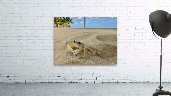 White Crab on the Beach Wall Preview