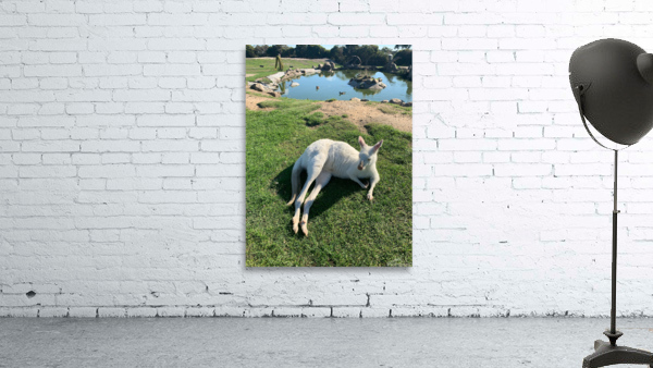 White Kangaroo Chilling Wall Preview