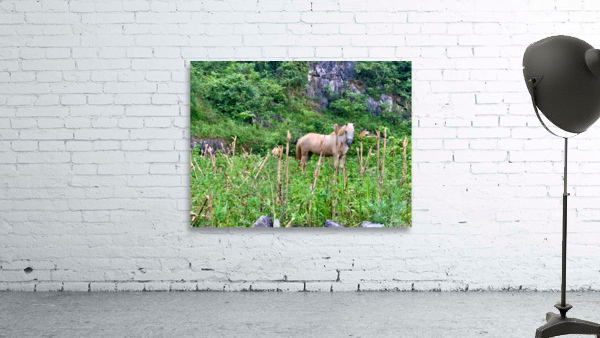 Wild Horse in the Field Wall Preview