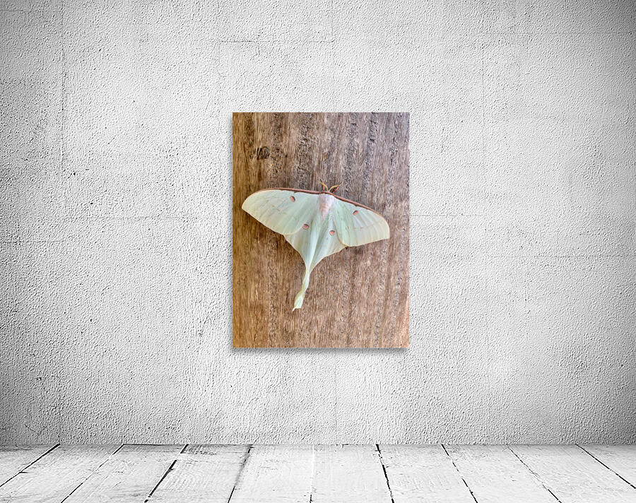 White Butterfly Wall Preview