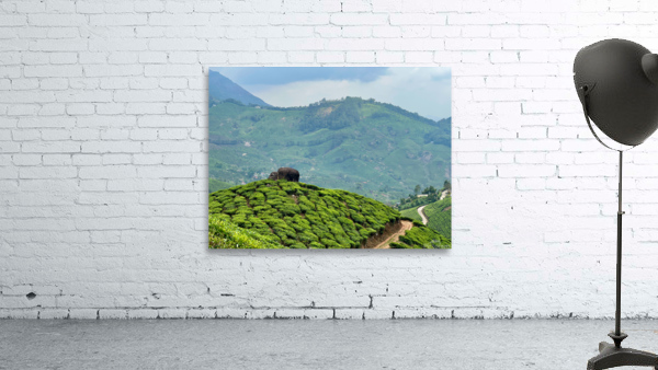 Rock on Top of Tea Wall Preview