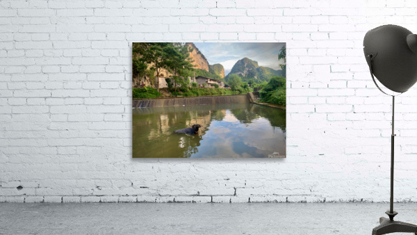 Water Buffalo Bathing Wall Preview