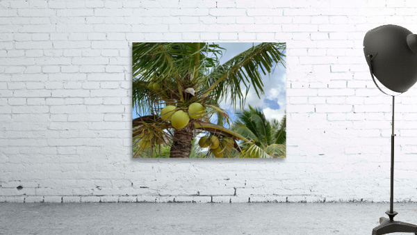 Cocunuts in the sky Wall Preview