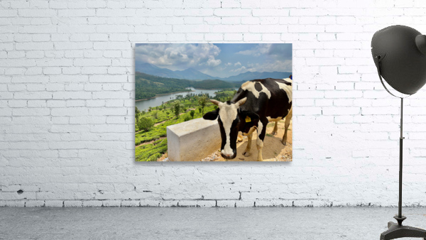 Cow with a View Wall Preview