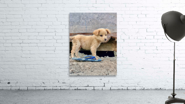 Flip Flop Puppy Wall Preview