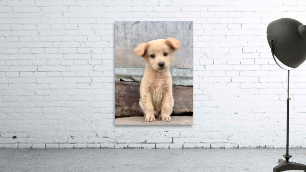 Cutest Puppy Ever Posing Wall Preview